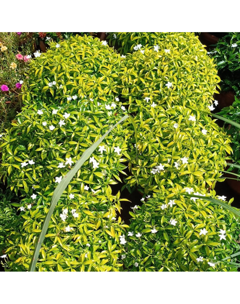 Tabernaemontana Lemon Lime Gold Potted Plant